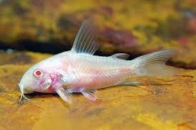 Corydoras paleatus albino