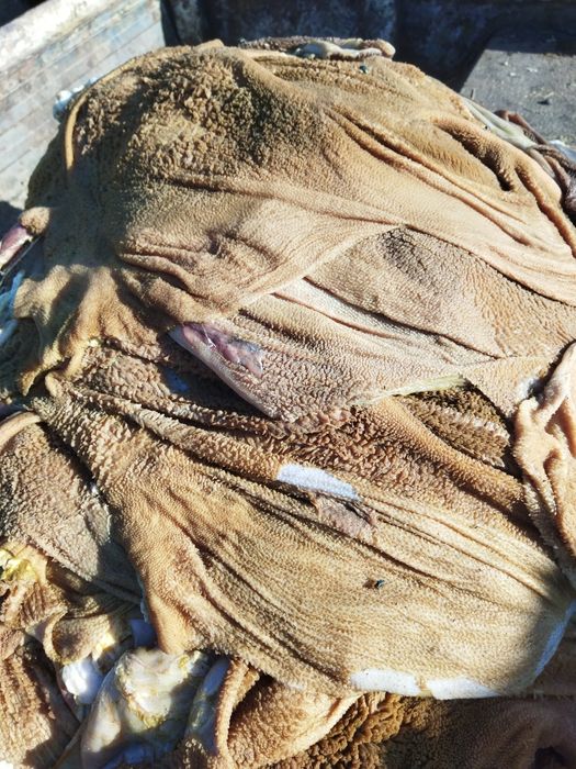 Мясо для собак 1500тенге за 10 килограмм