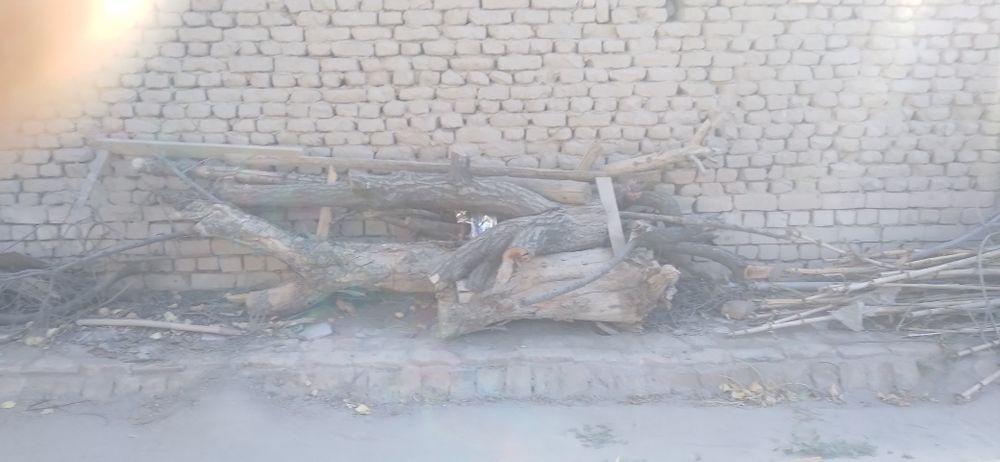 Тахтала одинлик олма касилган, арик касилган