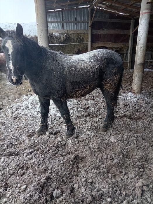 Продам лошадей с откорма тай