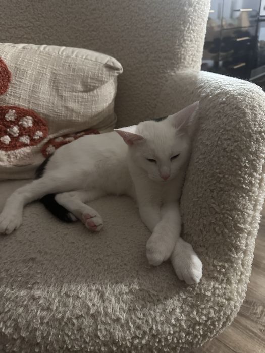 Pisic pentru adoptie
