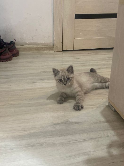 Котенок  3месяц Я отдам его добрым душам бесплатно.