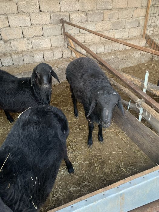 Qoʻzi qoʻchqorlar sotiladi