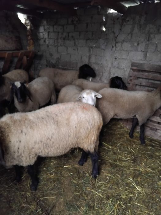 Oi carabase și berbec