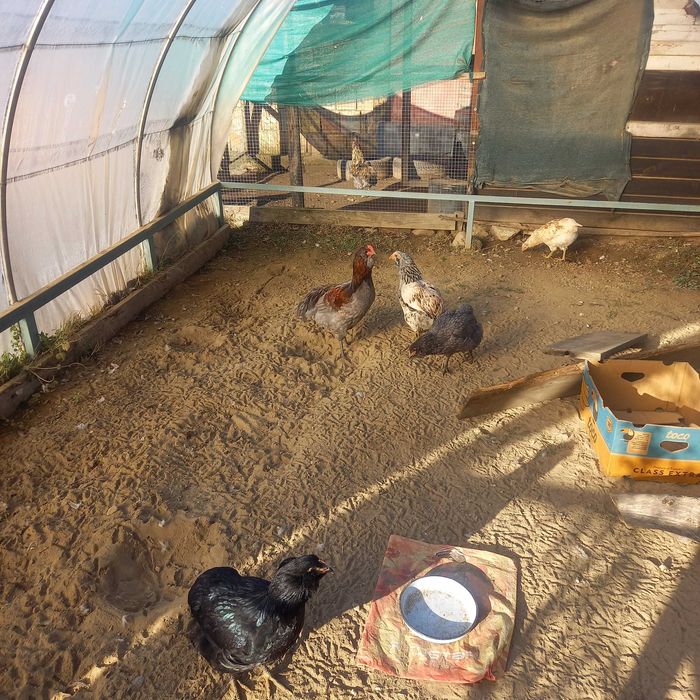 Петлета Араукана