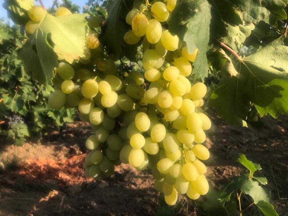 Vand struguri de vin si masa!