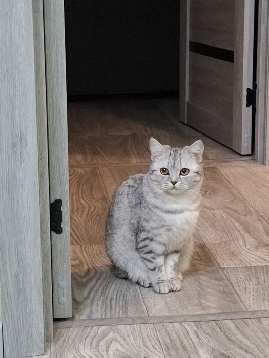 Отдам кошку в хорошие руки