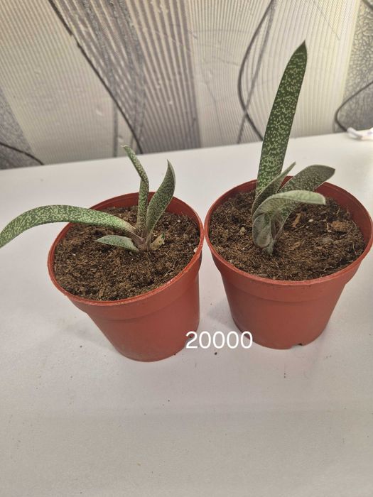 Продаётся комнатные цветы