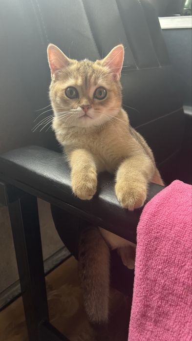 Продаются котята породы скотиш страйт шиншила в возрасте 4 месяца