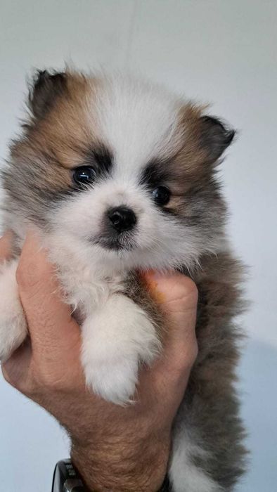 Мини померанчета - момче и момиче