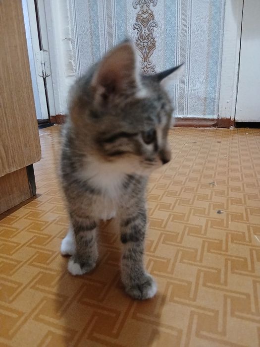 Отдам котят в хорошие, добрые руки.2серые и один черный. Игручие,актив