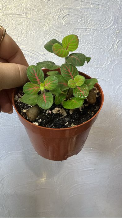 Фиттония продам продам