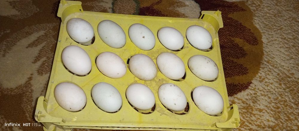 Urgak txumlari, uruğlangan ochtirishga