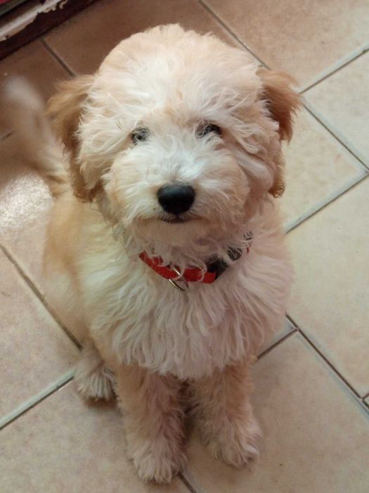 Кавапу -  пудели