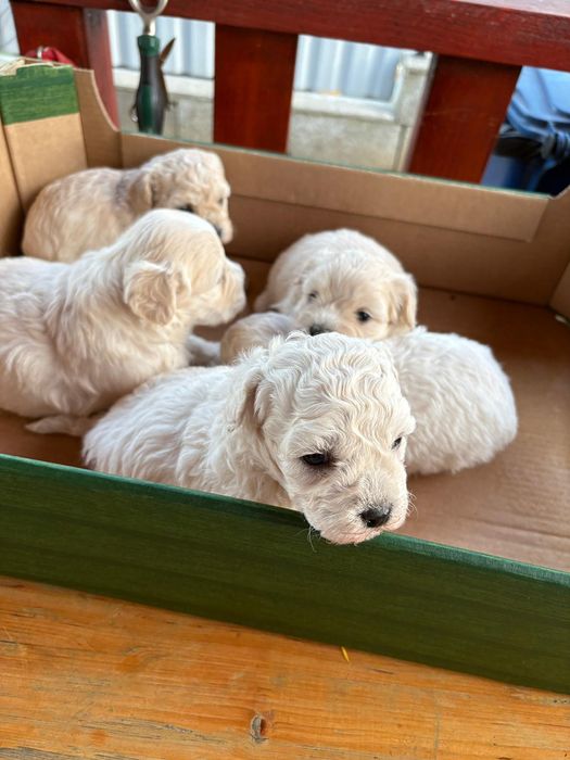 Căței bishon malteze