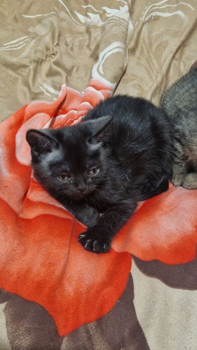 Mongrel British Short Hair Negru (Baiat)