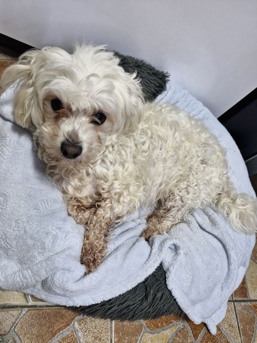 Gratis bishon maltez