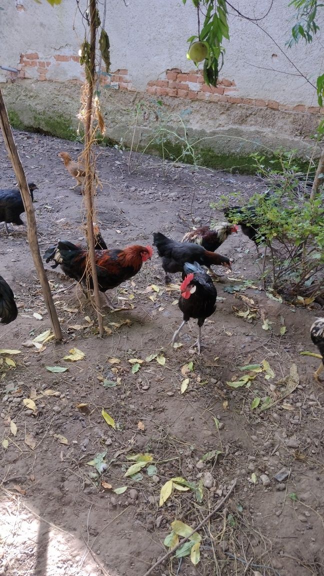 Cocoșii Araucana , Marans și Australorp