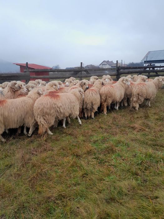 De vanzare oi bale de tinut tinere de talie mare