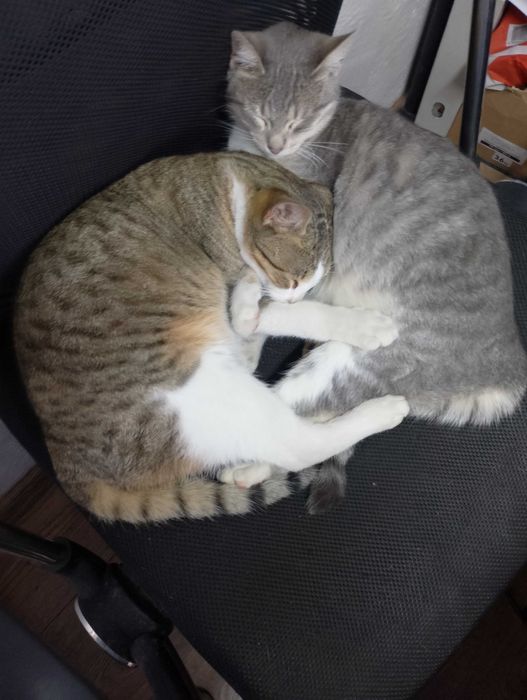 Подарявам котета