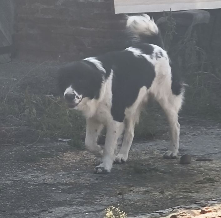 Българско овчарско куче