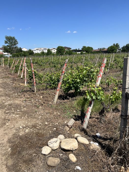 Teren constructie intravilan !