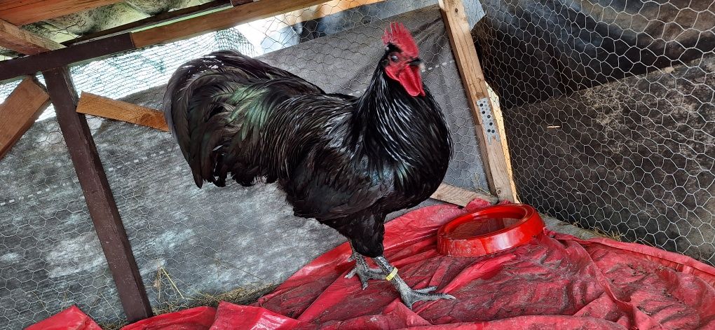 Vând cocosi de australorp tineri