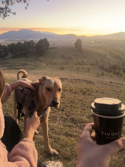 Cățel spre adoptie