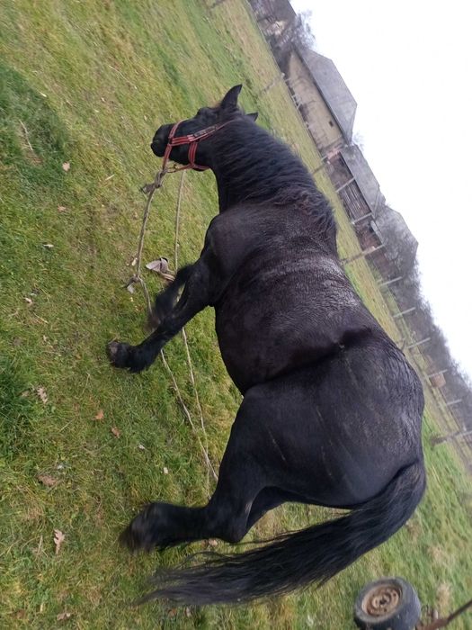 Iapă neagră  foarte buna la pădure