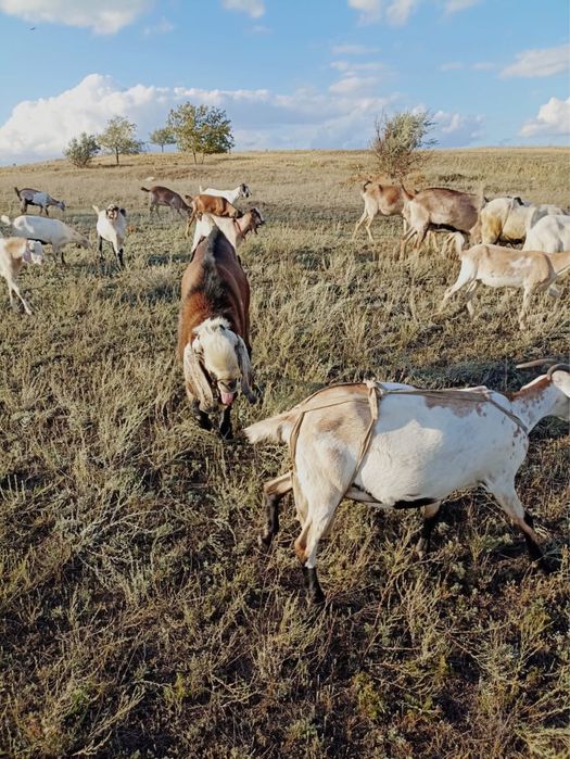 Продам коза зааненская и альпийская  порода
