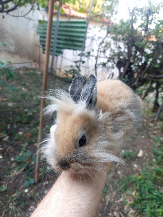 декоративни мини зайчета