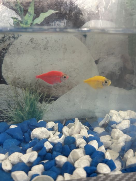 Рыбки Глофишы. Только писать!!!