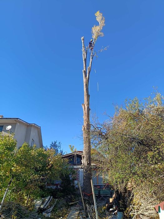 Рязане и кастене на дървета