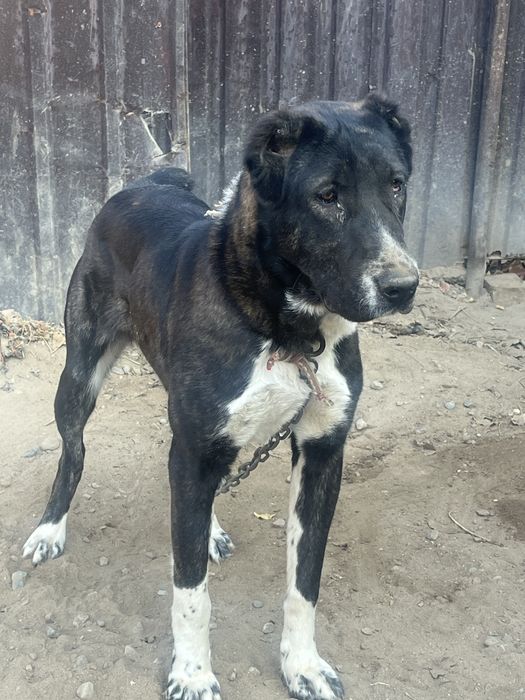 Алабай девочка 9 мец