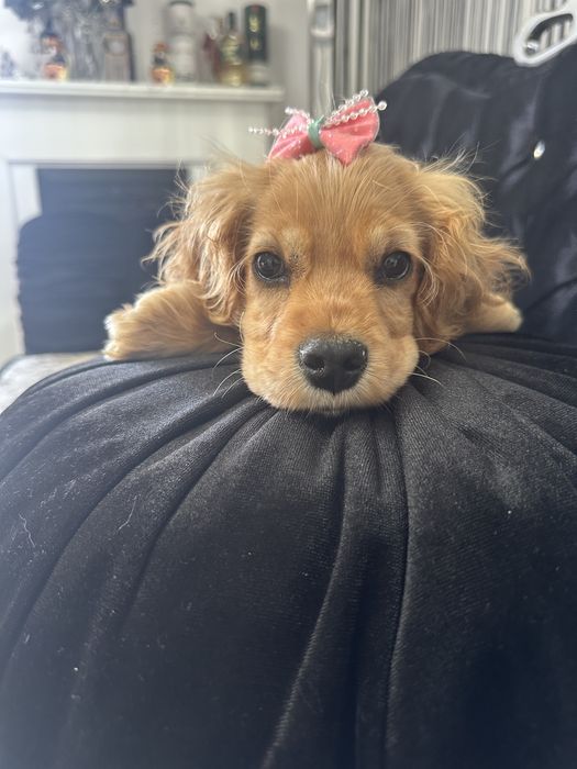 Cocker Spaniel – 2 luni, 2 vaccinuri, 2 deparazitări