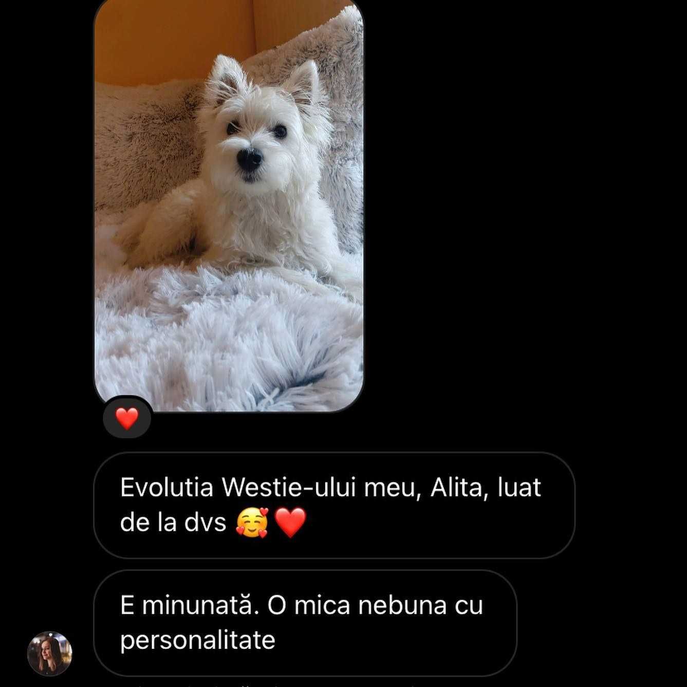 Pui rasa Westie - West Highland White Terrier