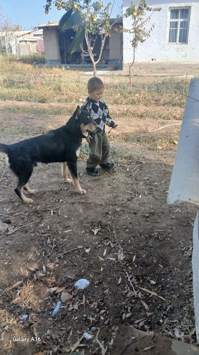 Авчарка ит сотилади