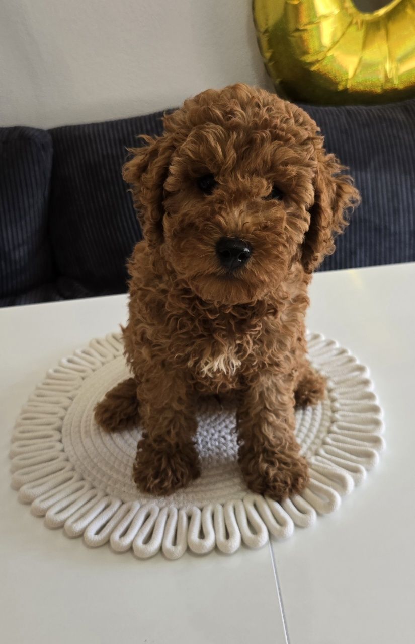 Пудел той Poodle toy с родословие мини момче