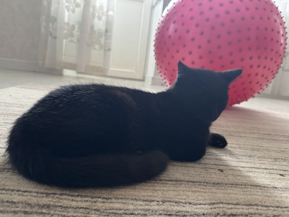 Дарю кота, пристройка кота