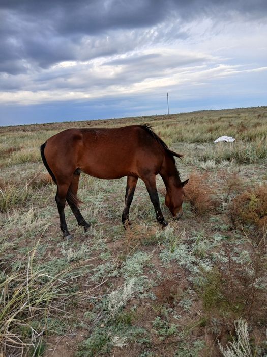 Дөнен айғыр сатылады жеребецы