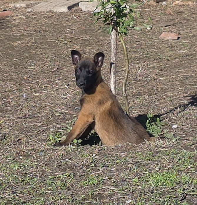 Белгийски овчарки малиноа