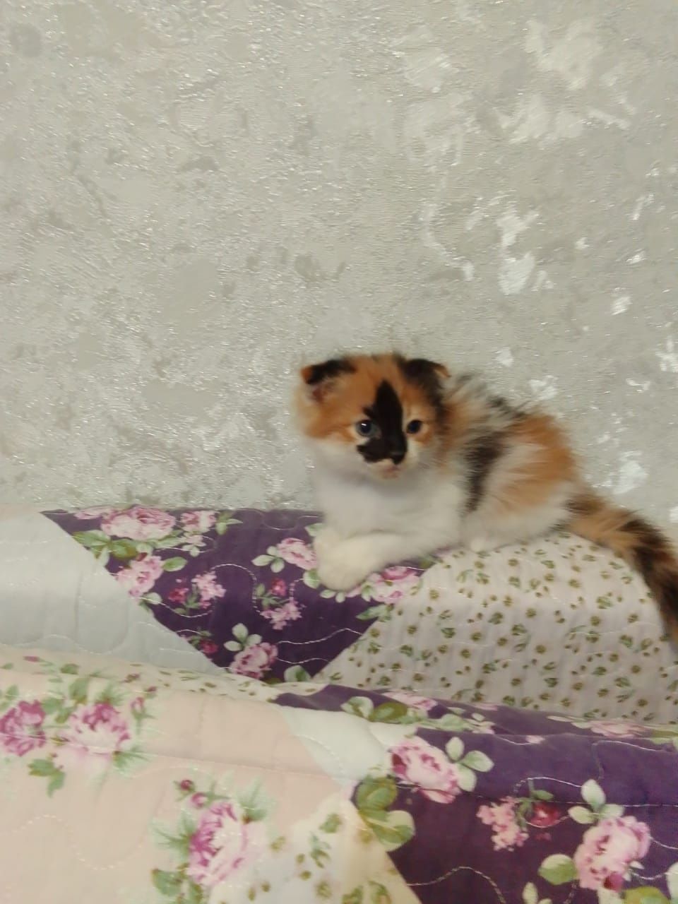 Котята бесплатно