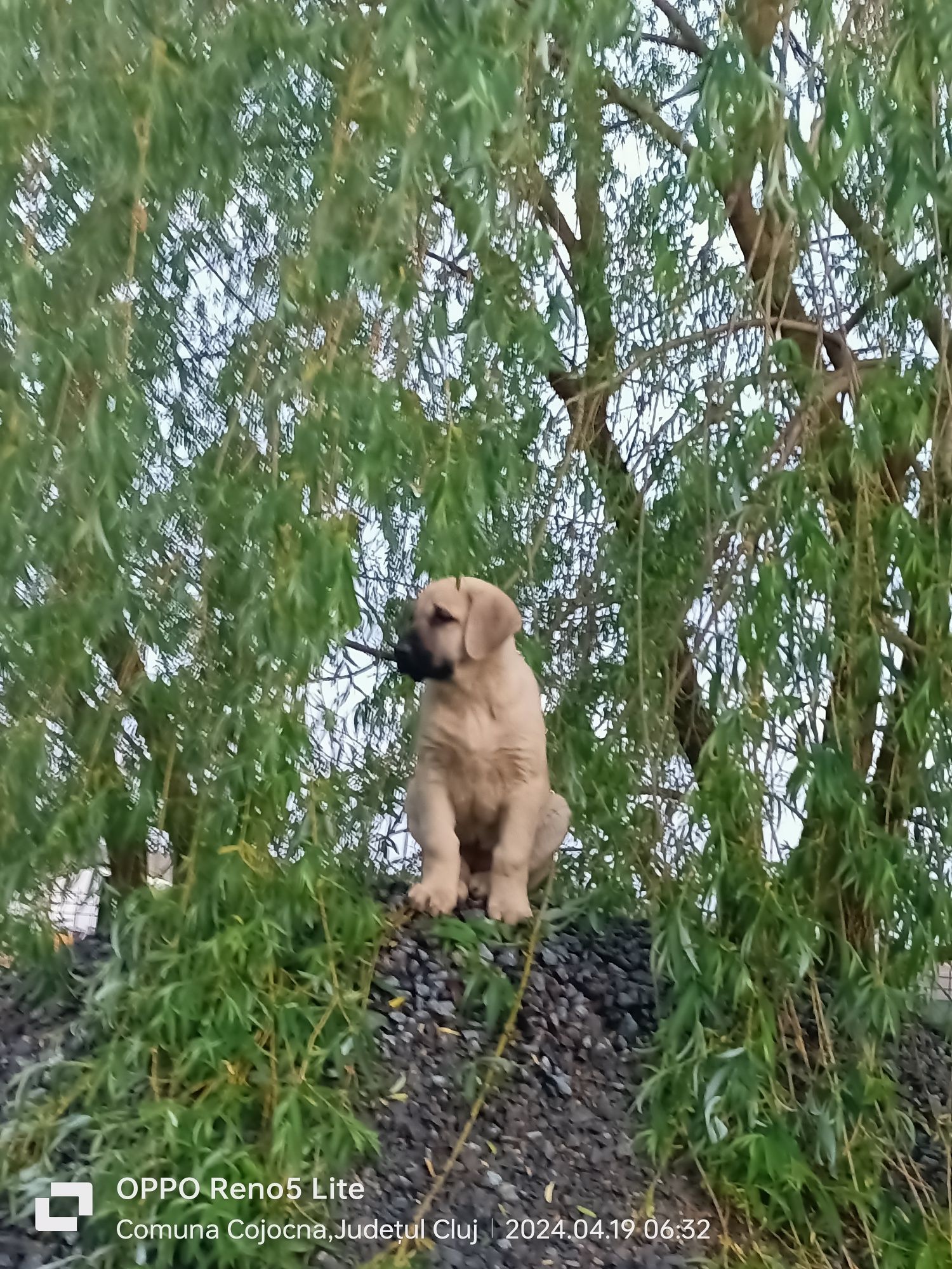 Cățelușă kangal 9 săptămâni