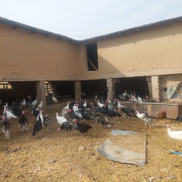 Kurakalar sotiladi Tuxum qoʻyiwi bowlagan