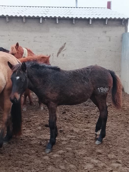 Жабағы ұрғашы сатылады