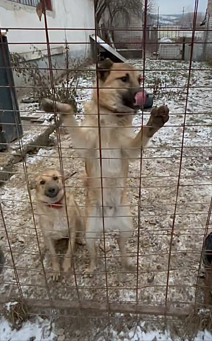 Donez căței simpatici