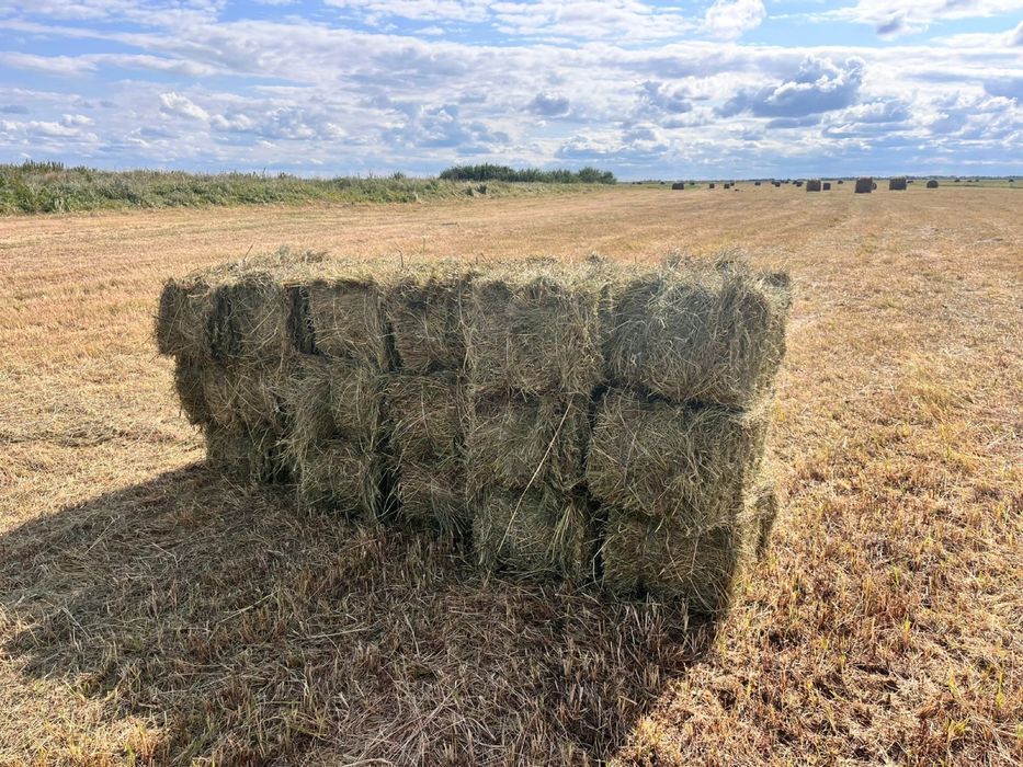 Продам тюкованое сено