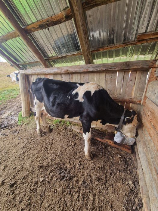 De vînzare Vacă Gestancă în 6 luni