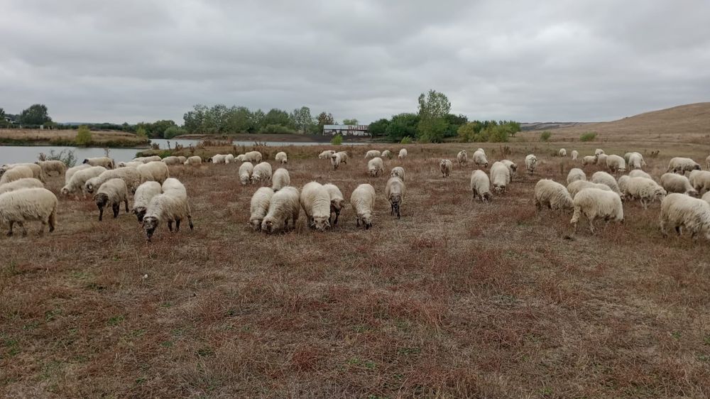 Oi de vânzare,115 bucăți