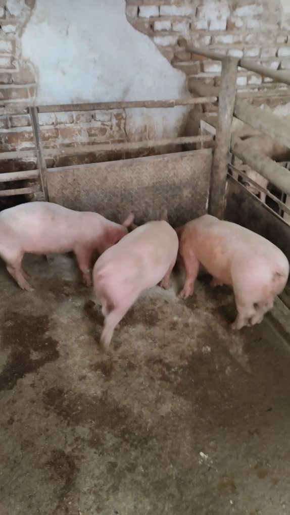 Продавам 12 бр.Прасета българска  бяла.Мъжките са скопени.